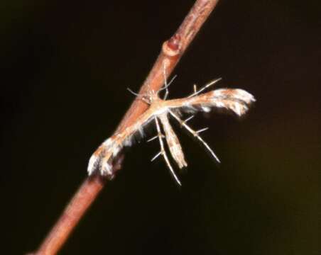 Image of Dejongia californicus (Walsingham 1880)