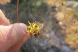 Image of Moraea inconspicua subsp. inconspicua