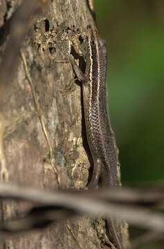 Image of Eutropis lapulapu