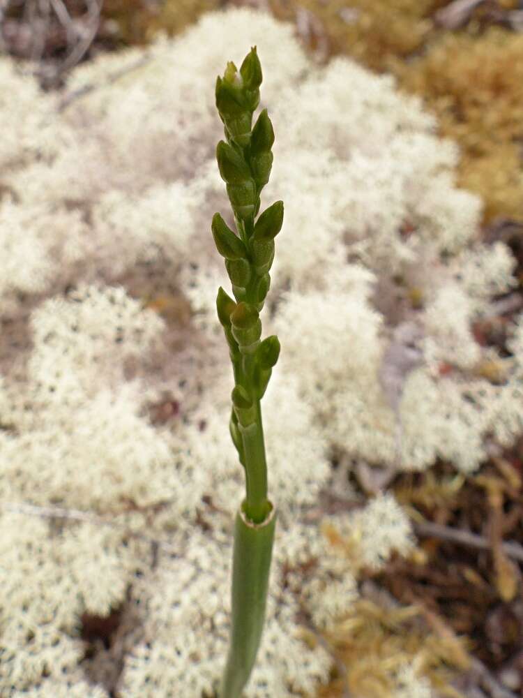 Imagem de Prasophyllum colensoi Hook. fil.