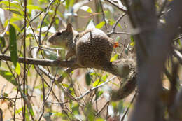 صورة Otospermophilus Brandt 1844