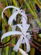 Image de Crinum thaianum J. Schulze