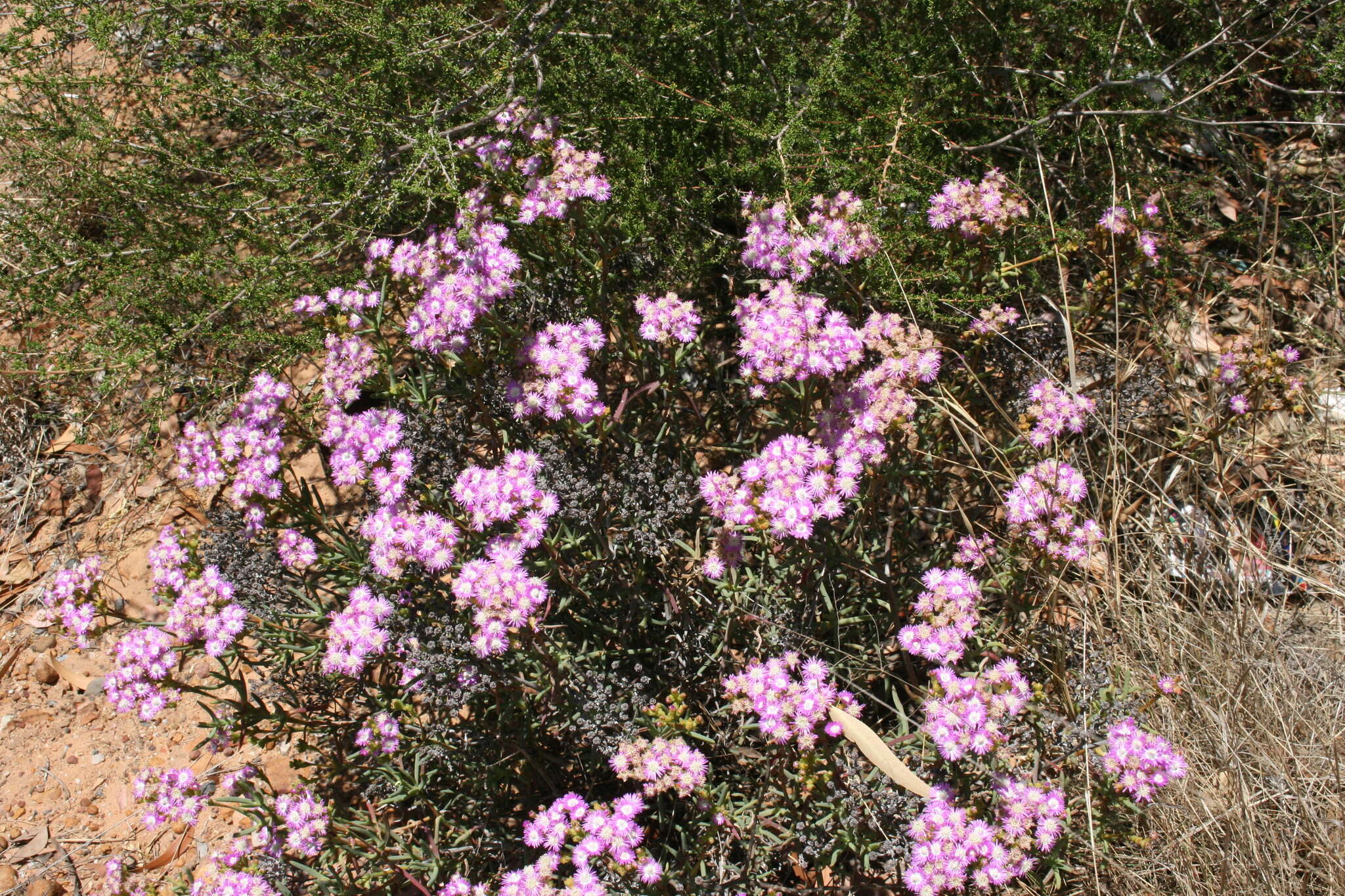 Imagem de Ruschia densiflora L. Bol.