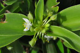 Image of succulent spiderwort