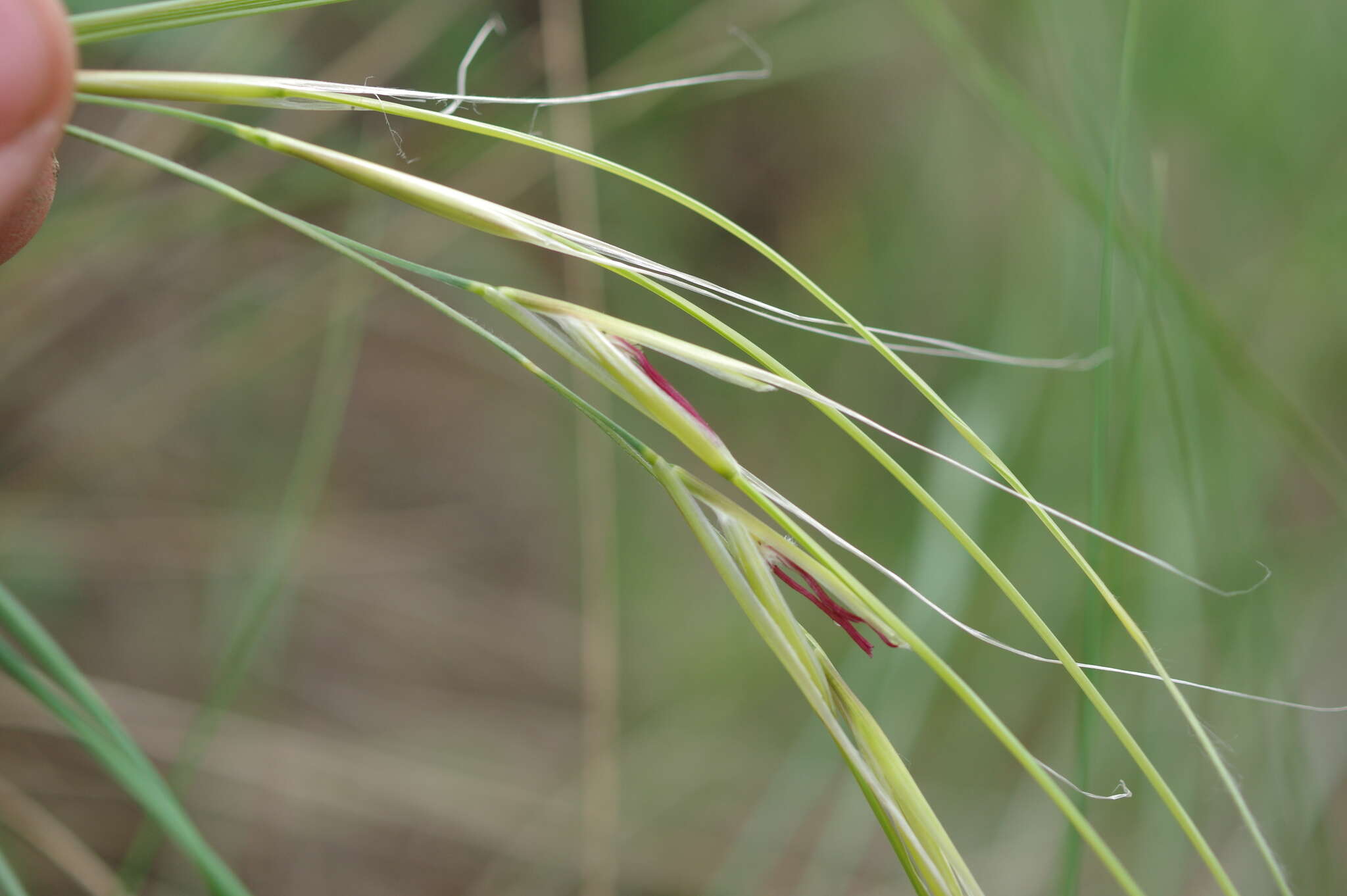 Sivun Stipa dasyphylla (Lindem.) Czern. ex Trautv. kuva