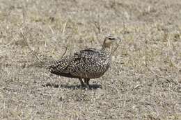 Image of Yellow-throated Sandgrouse