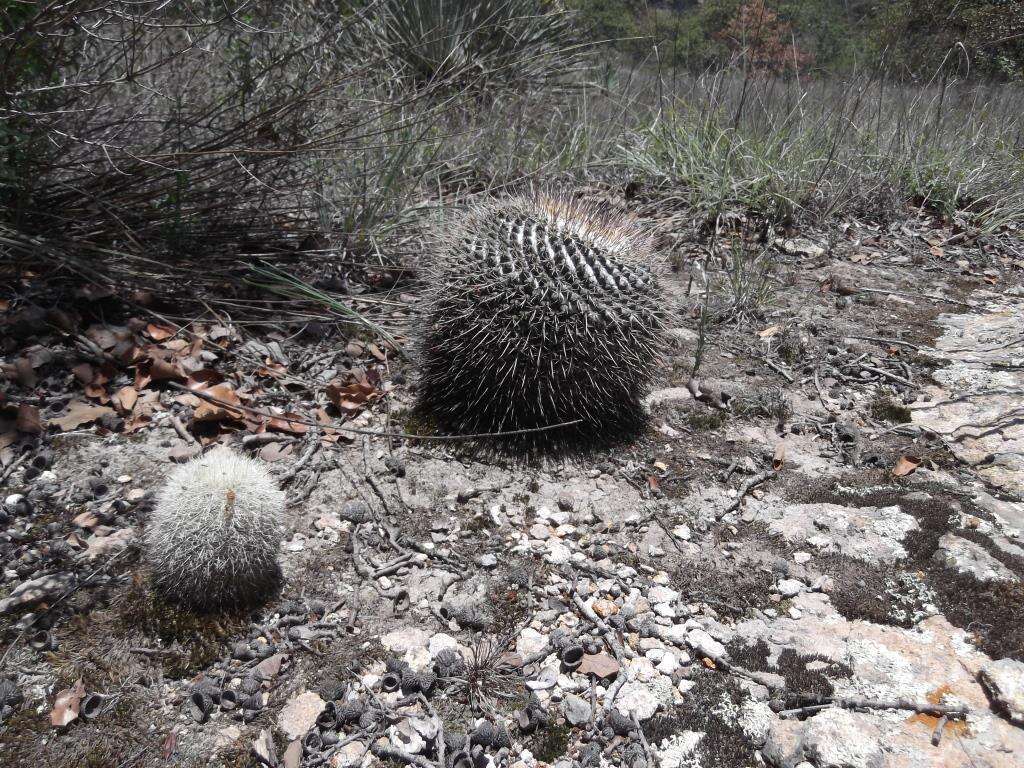 Mammillaria orcuttii Boed.的圖片