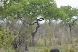 Image of marula