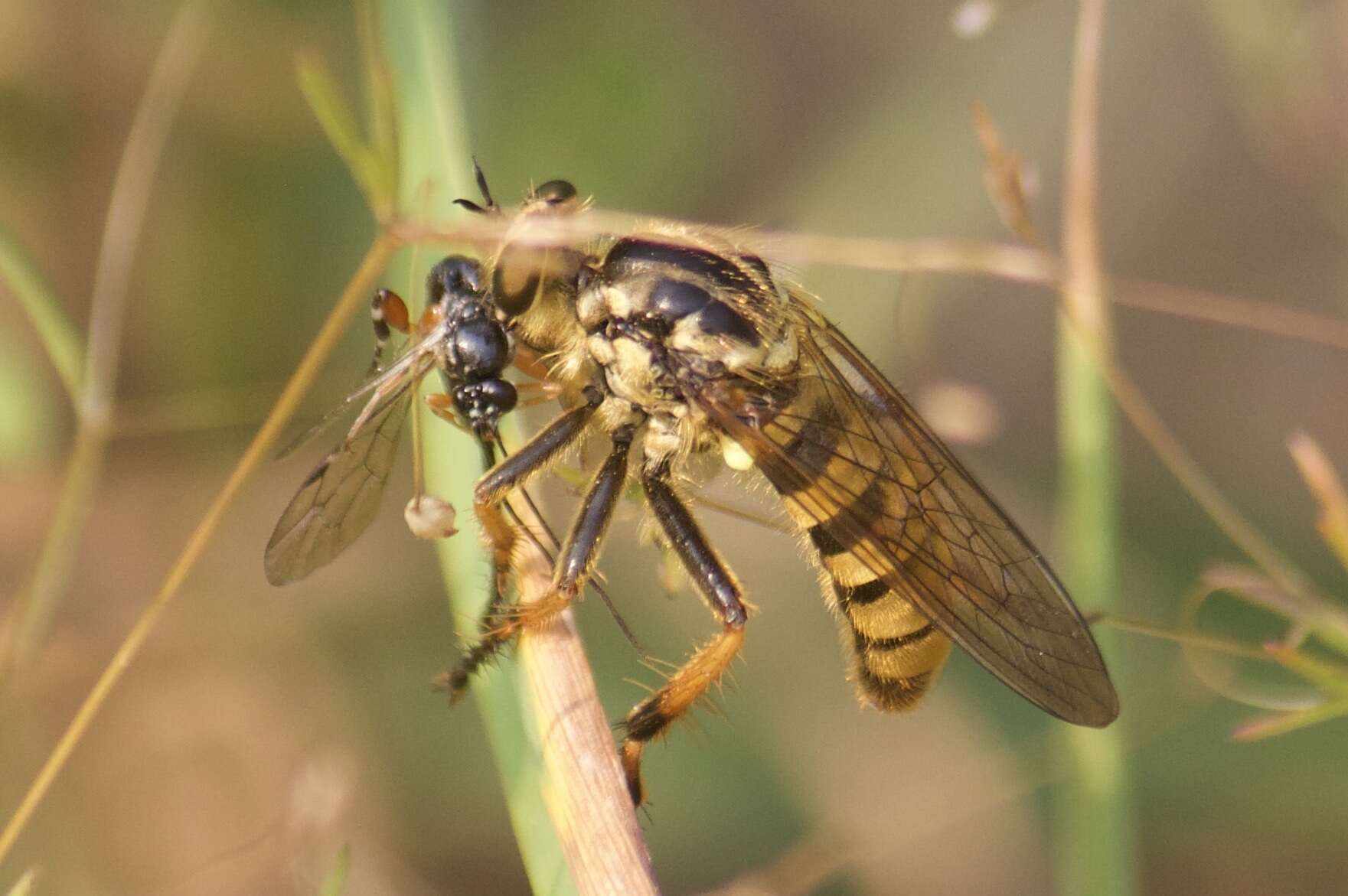 صورة Callinicus pollenius (Cole 1919)