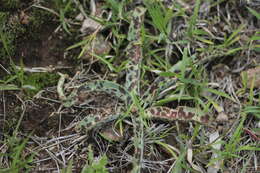 Image de Agave guttata Jacobi & C. D. Bouché