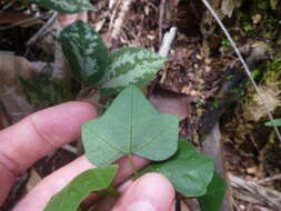 صورة Passiflora auriculata Kunth