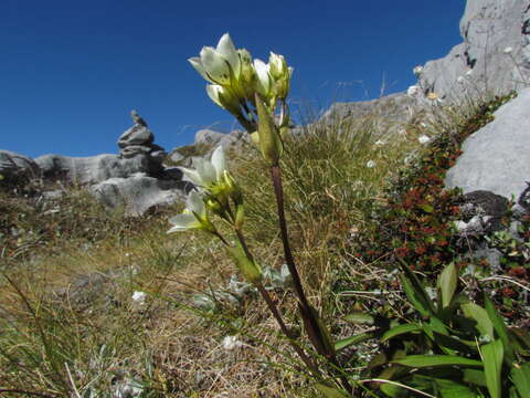 Gentianella angustifolia Glenny的圖片