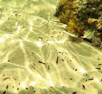 Image of Long finned goby