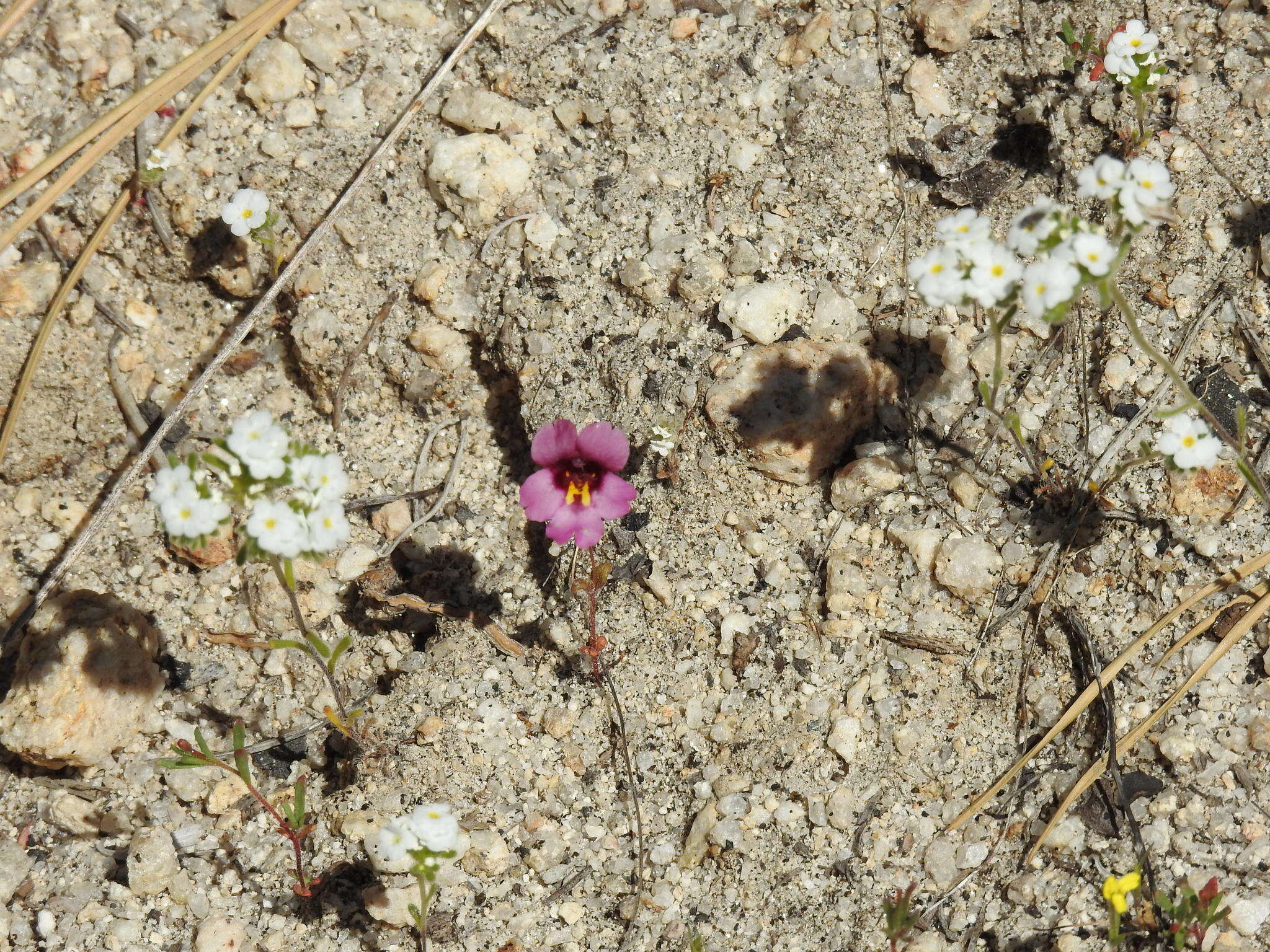 Erythranthe purpurea (A. L. Grant) N. S. Fraga resmi