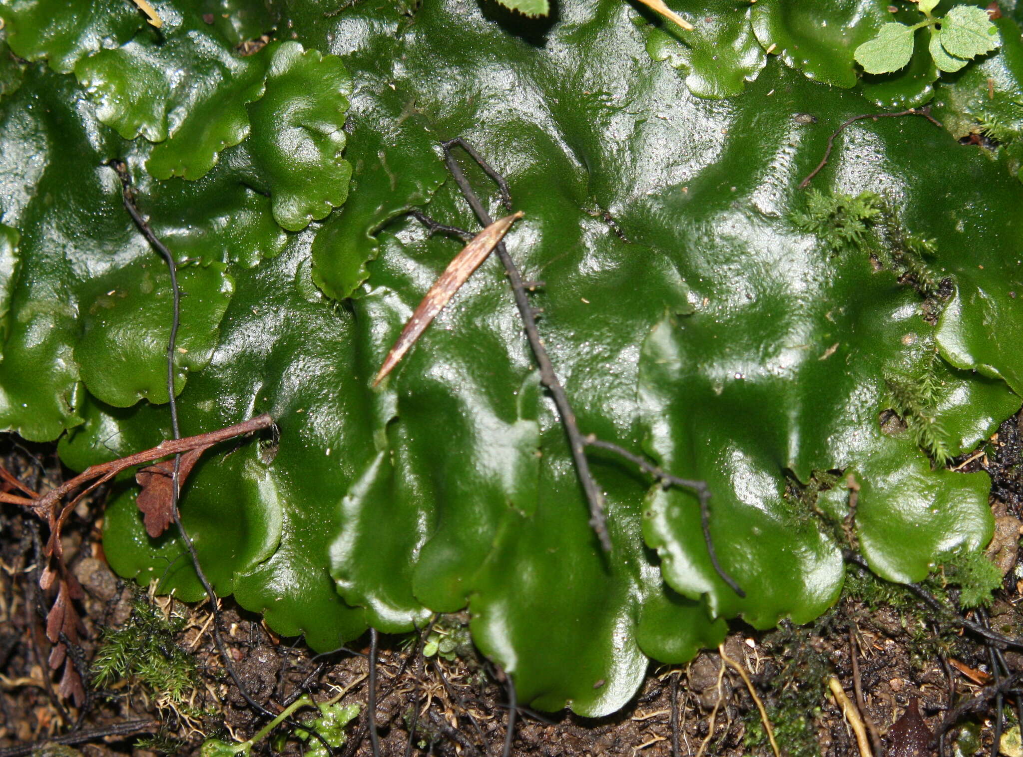 Image of Monoclea forsteri Hook.