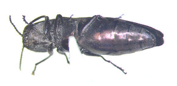Image of Common Willow Agrilus
