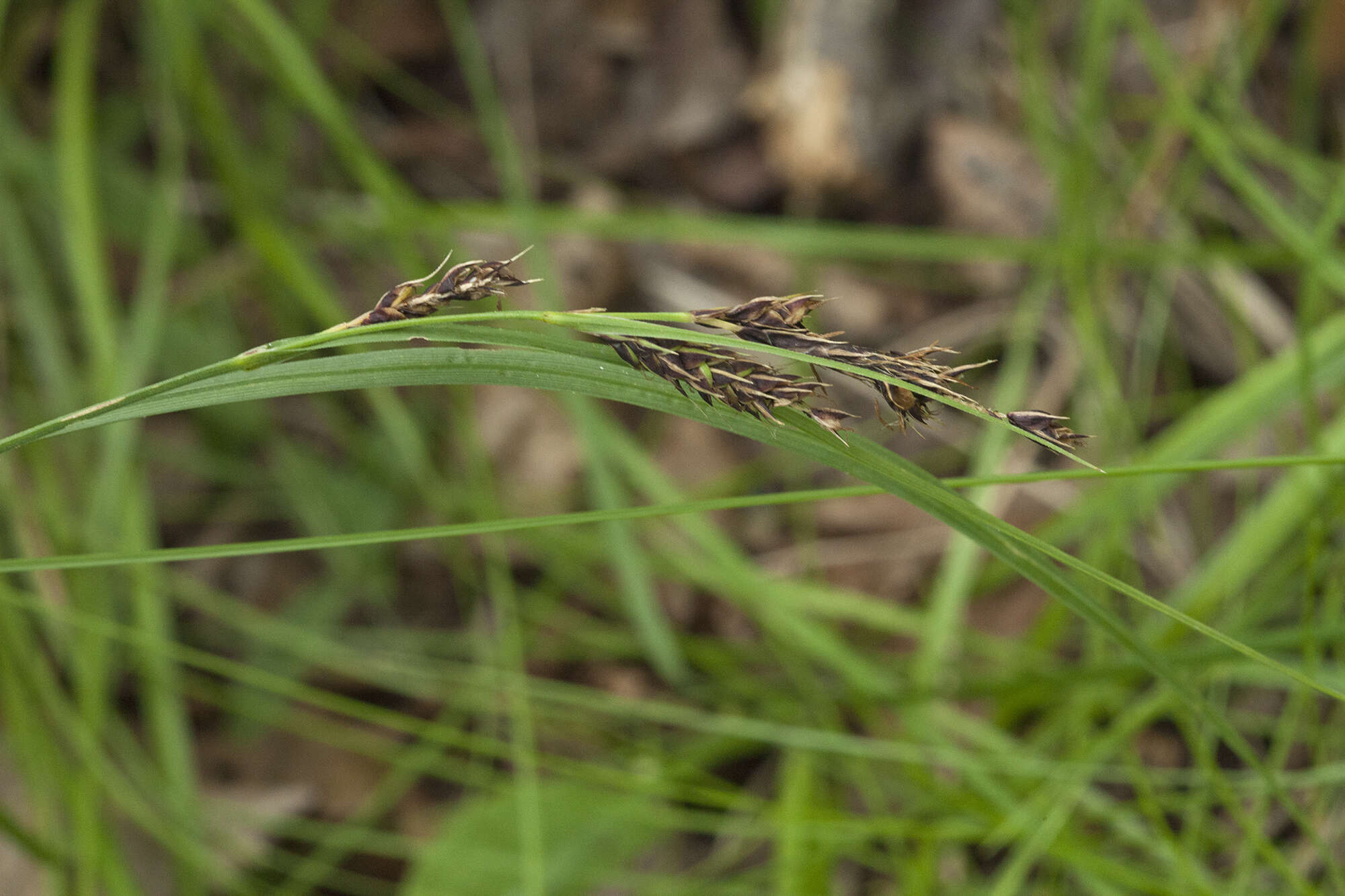 Imagem de Carex gmelinii Hook. & Arn.