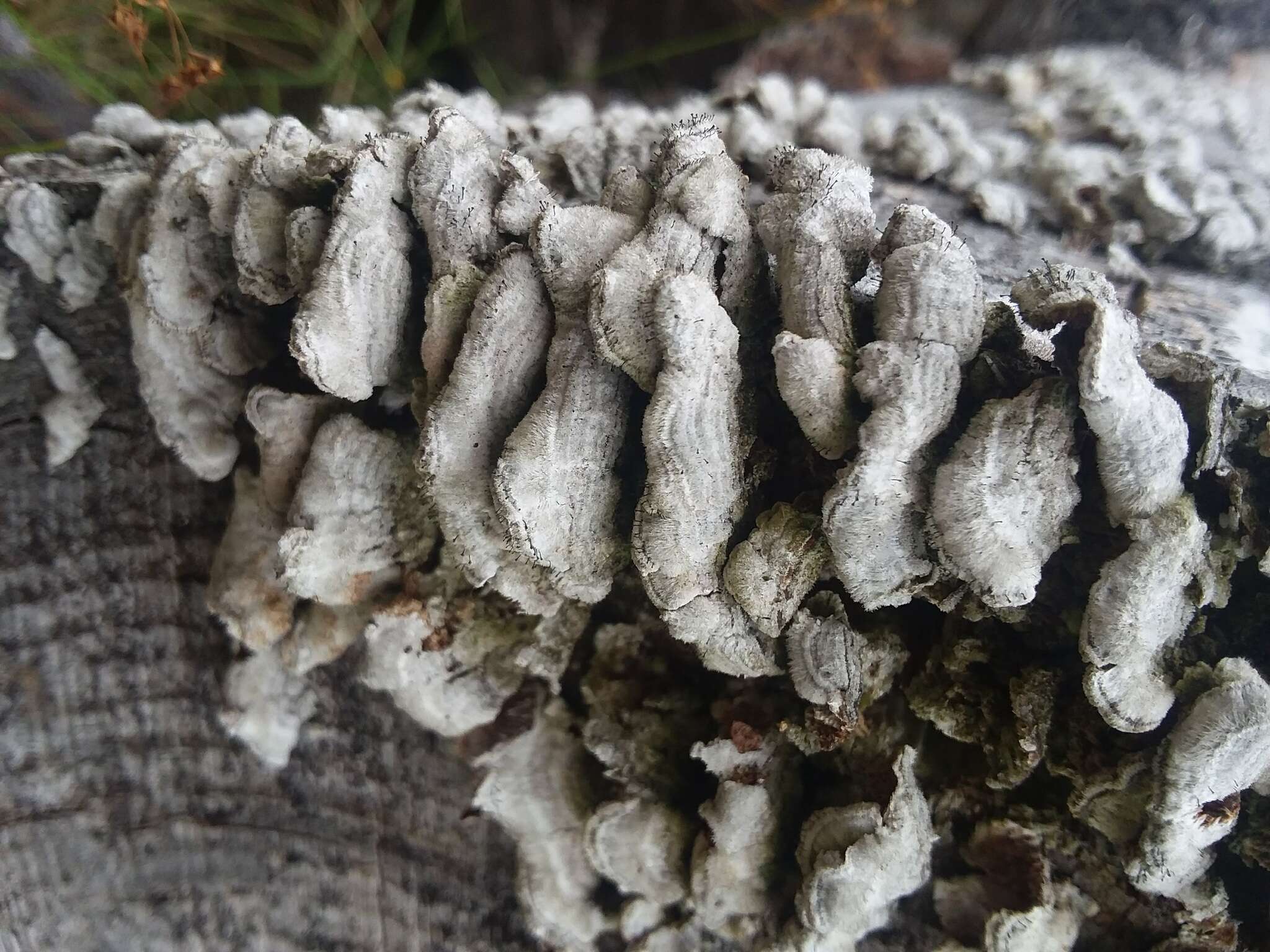 Image of phaeocalicium lichen