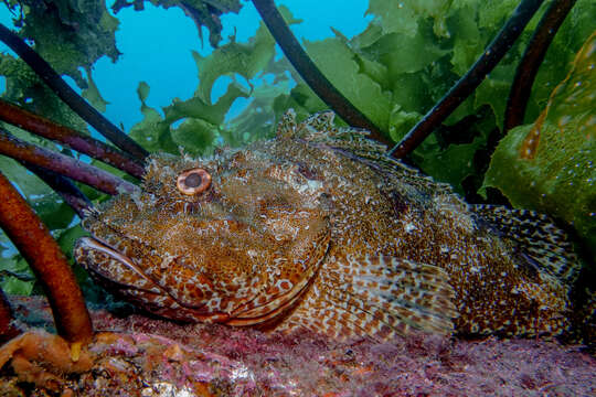 Image of Red scorpionfish