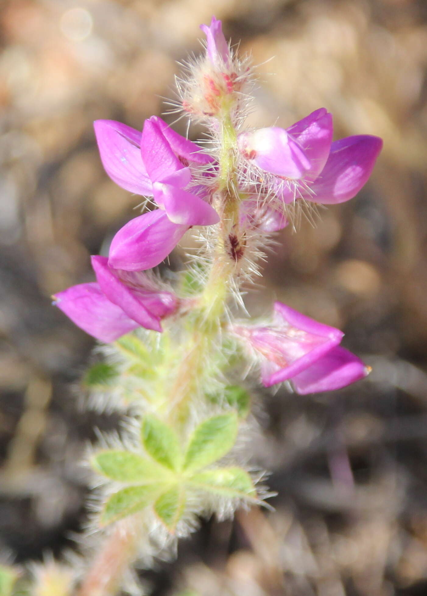 Plancia ëd Lupinus hirsutissimus Benth.