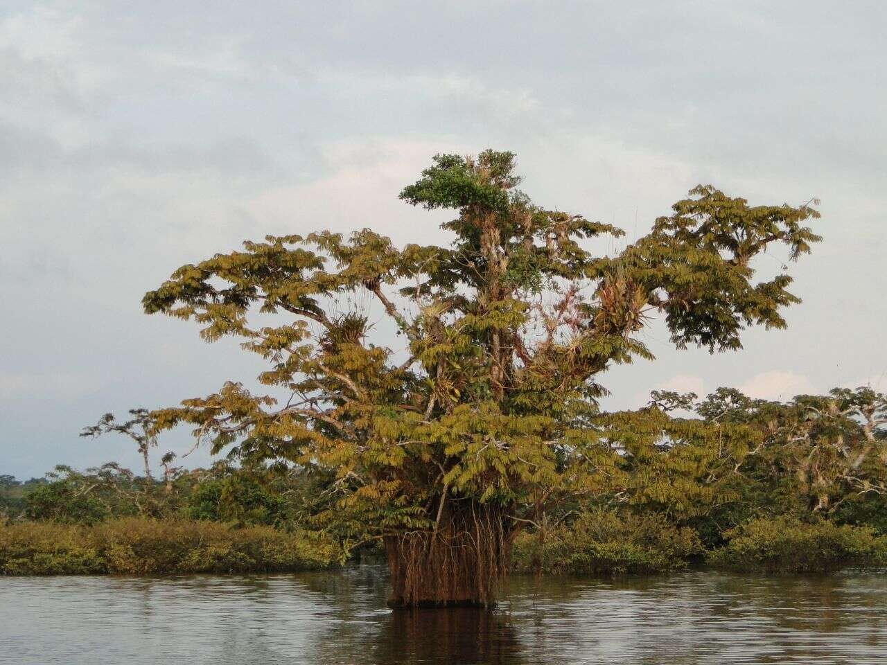 Image of Macrolobium acaciifolium (Benth.) Benth.