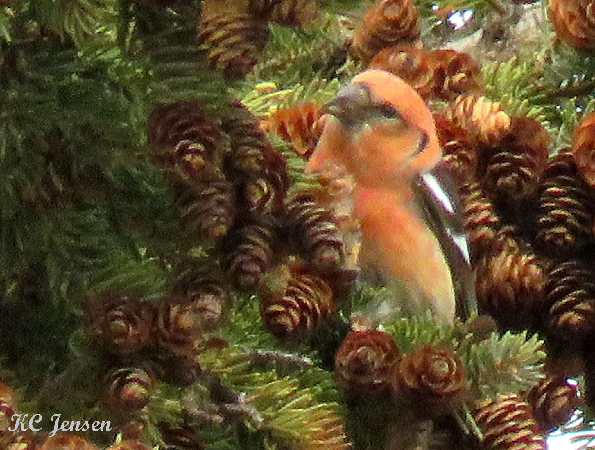 Image of Two-barred Crossbill