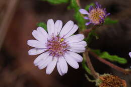 Olearia asterotricha F. Müll. resmi