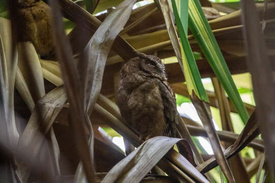 Image of Sunda Scops Owl