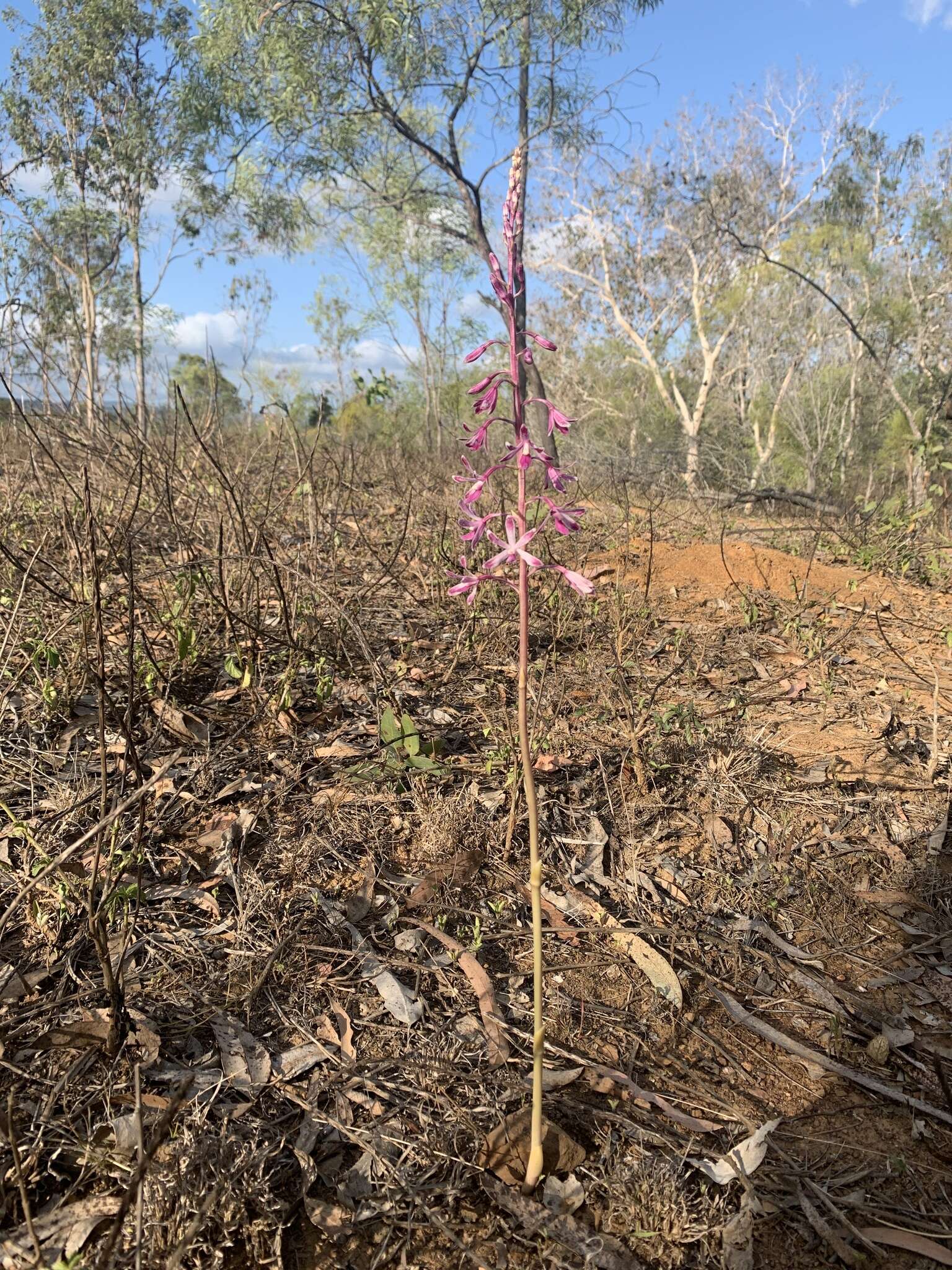 Imagem de Dipodium elegantulum D. L. Jones