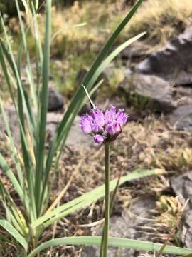 Image of Geyer's onion