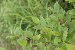 Image of Betula dauurica