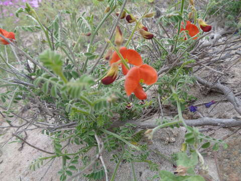 Слика од <i>Poissonia weberbaueri</i>