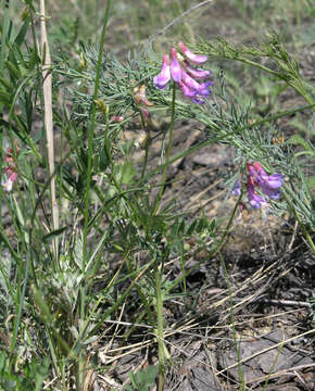 Image of Vicia nervata Sipliv.