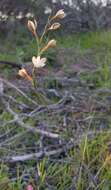 Image of Hesperantha pilosa (L. fil.) Ker Gawl.