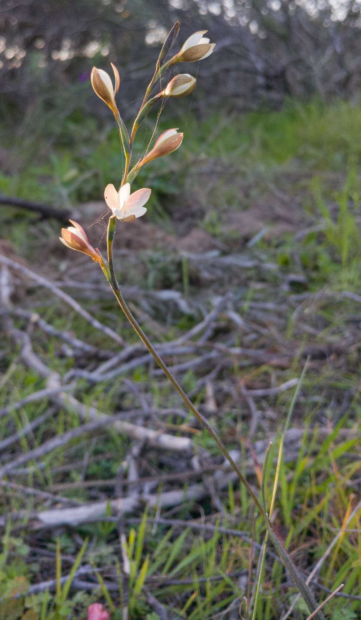Image of Hesperantha pilosa (L. fil.) Ker Gawl.