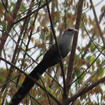 Image of Green-billed Malkoha