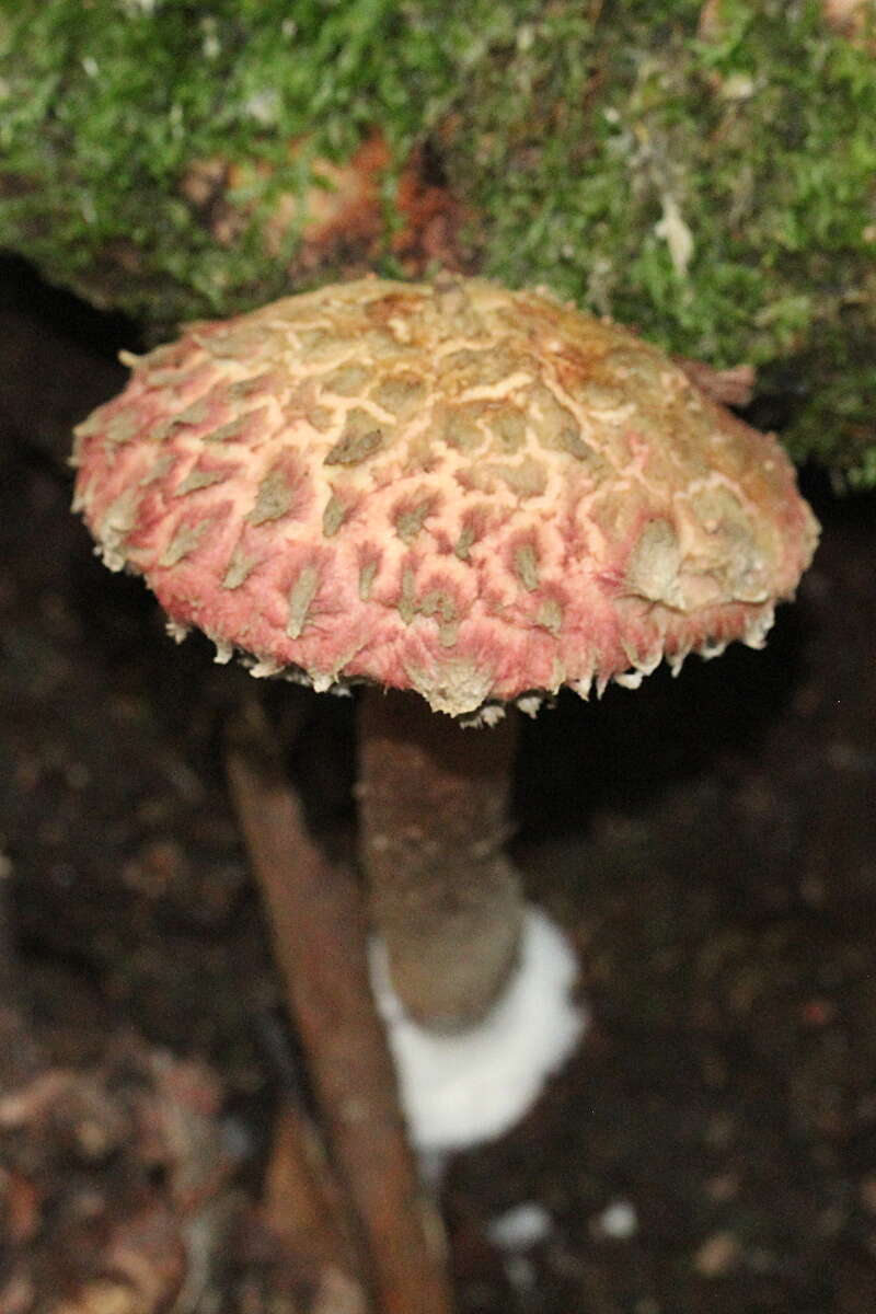 Sivun Boletellus emodensis (Berk.) Singer 1942 kuva