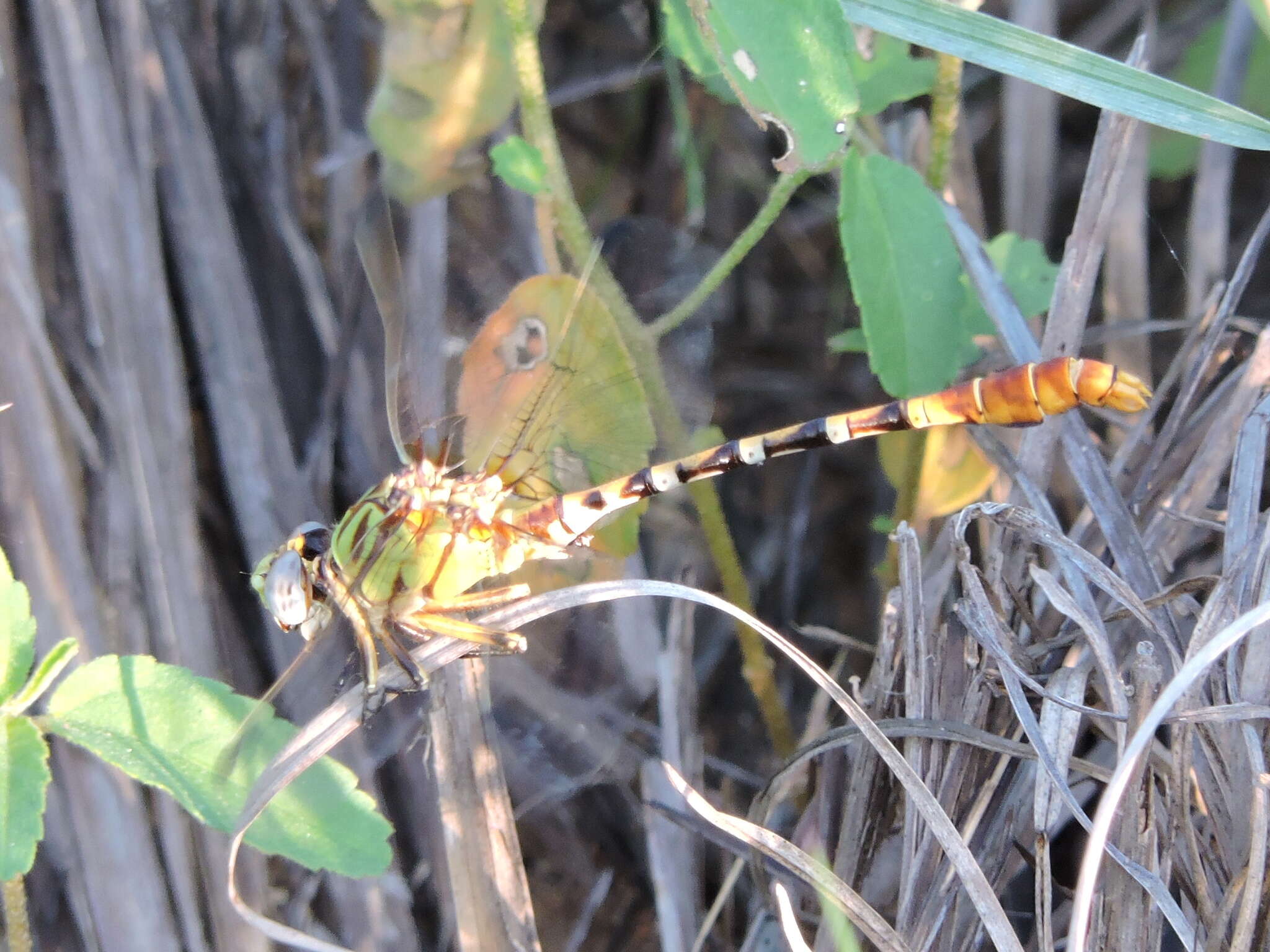 صورة Erpetogomphus designatus Hagen ex Selys 1858