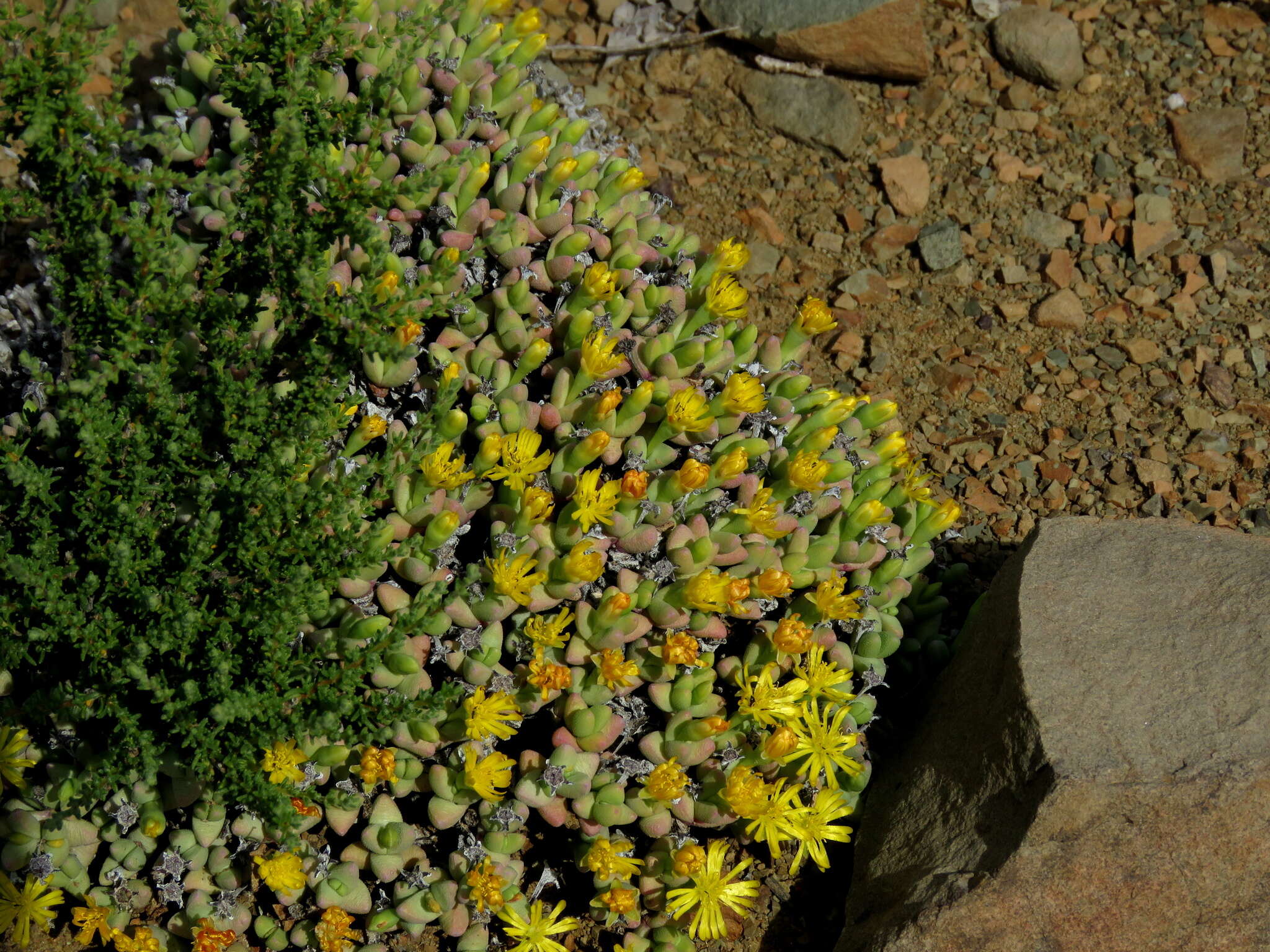 Image of Rhinephyllum graniforme (Haw.) L. Bol.