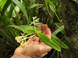 Image de Epidendrum citrosmum Hágsater