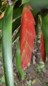 Image of Tillandsia multicaulis Steud.