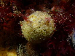Image of sea lemon