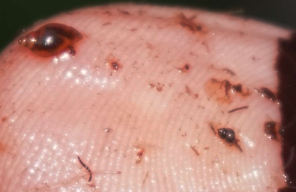 Sivun Pyrgulopsis bacchus Hershler 1988 kuva