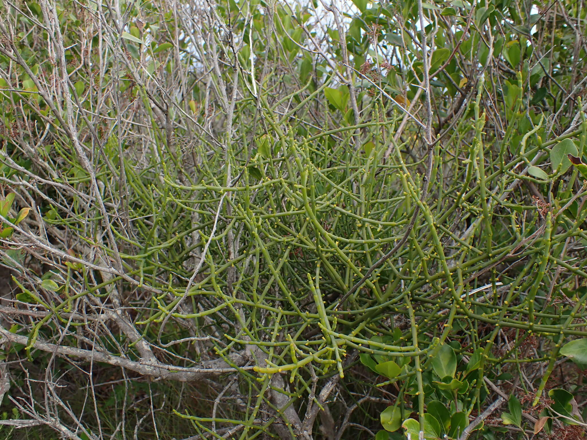 Image of Hooley Mistletoe