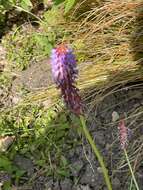 Image of Primula vialii Delavay ex Franch.