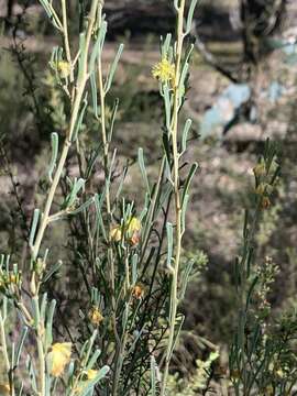 Acacia flexifolia A. Cunn. ex Benth.的圖片