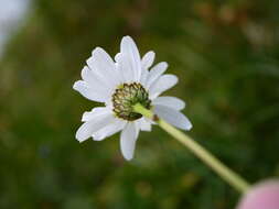 Слика од Leucanthemum adustum (Koch) Gremli