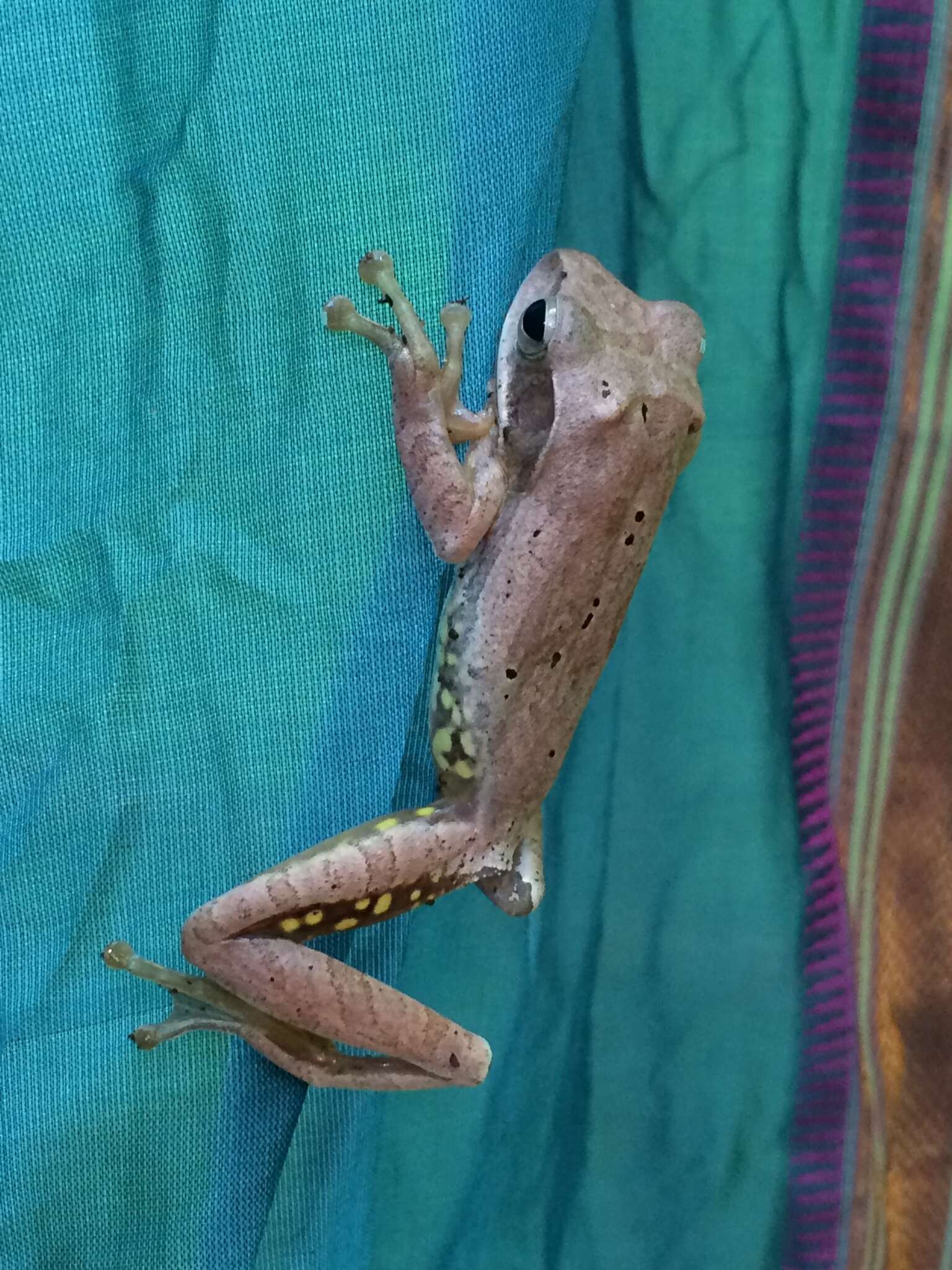 Image of Himalayan Tree Frog