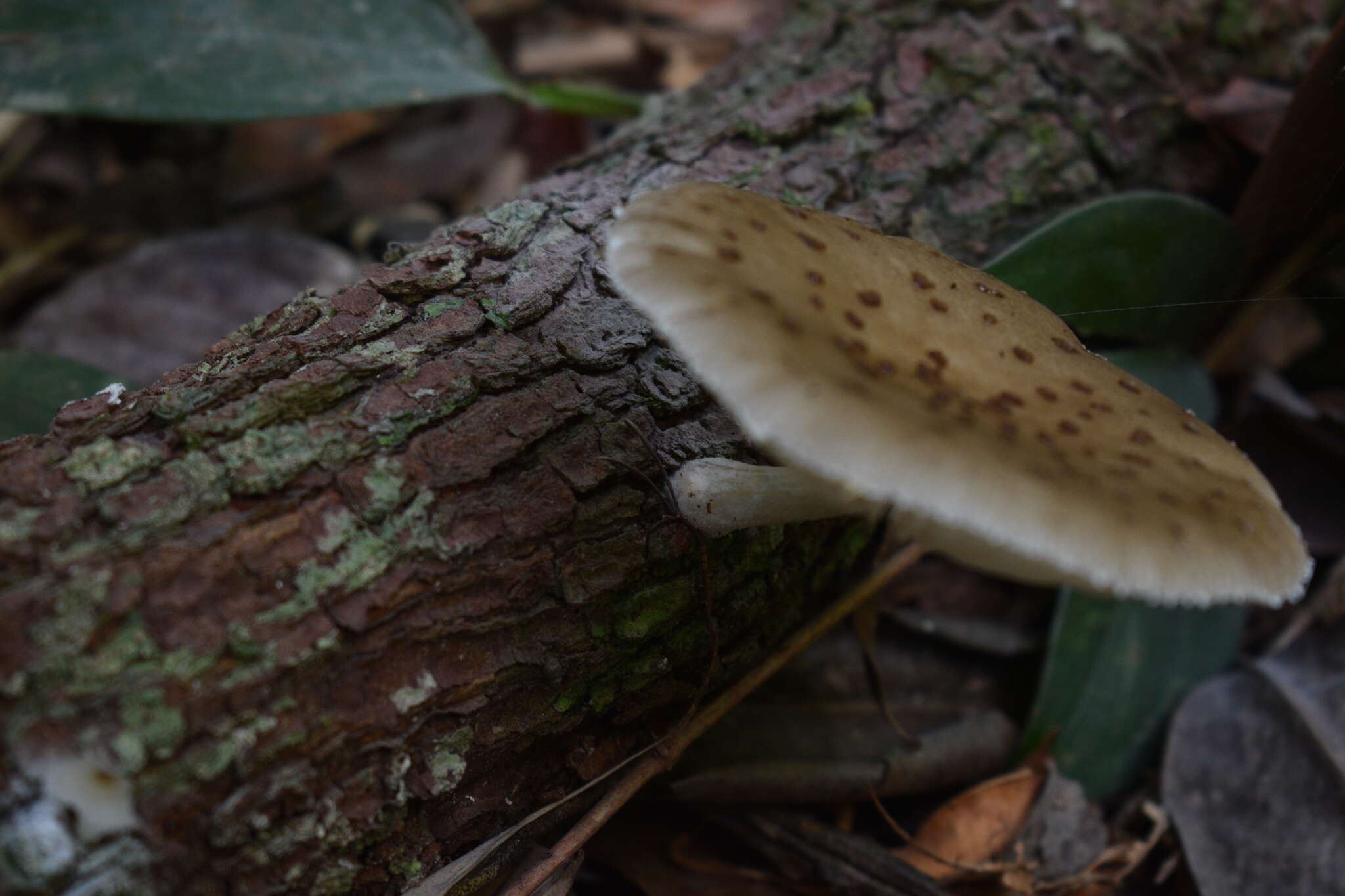 Oudemansiella cubensis (Berk. & M. A. Curtis) R. H. Petersen 2010 resmi