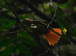 Image of Montane Foliage-gleaner